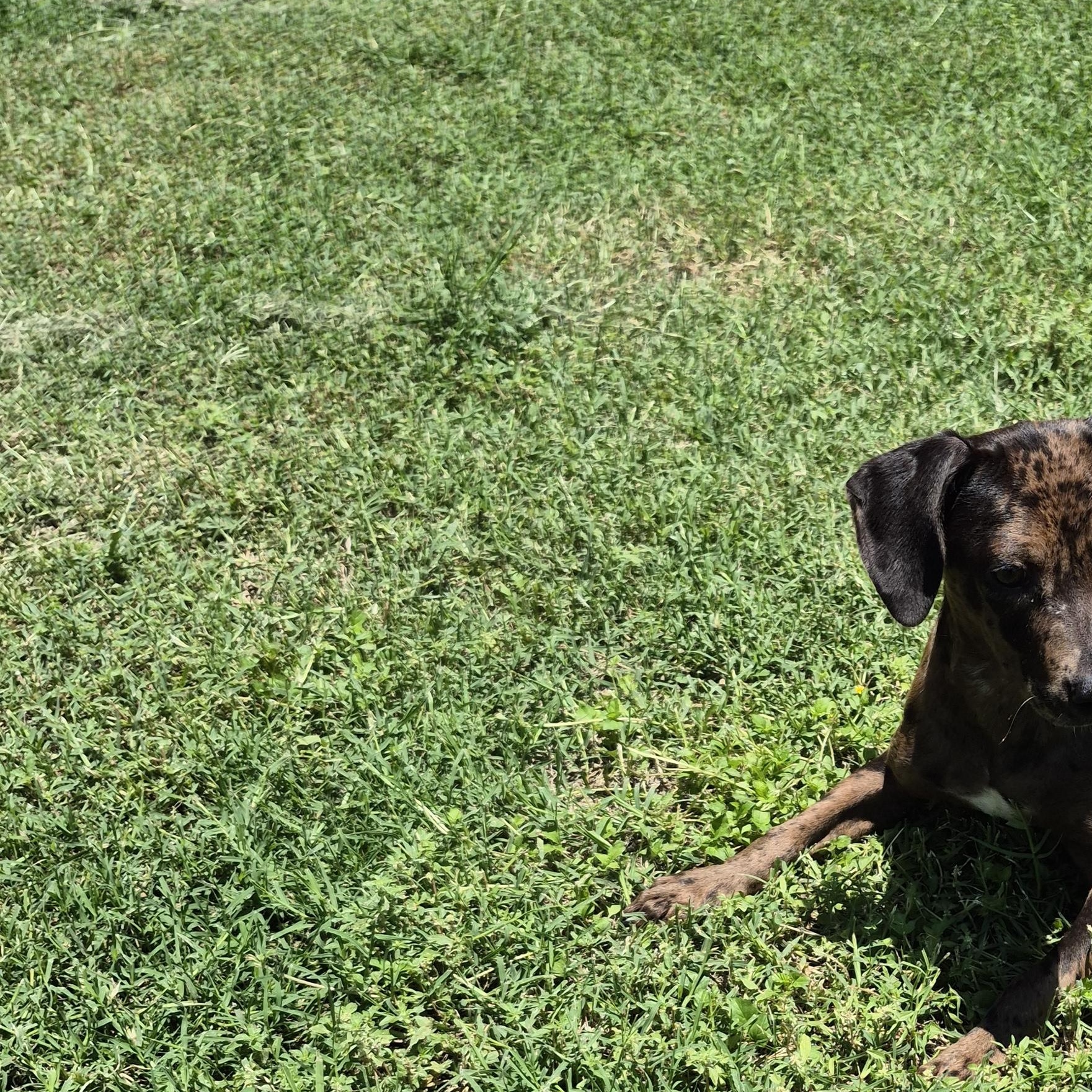Enlarge Galaxy, a ADOPTABLE mixed breed in Schertz, TX image 1/4