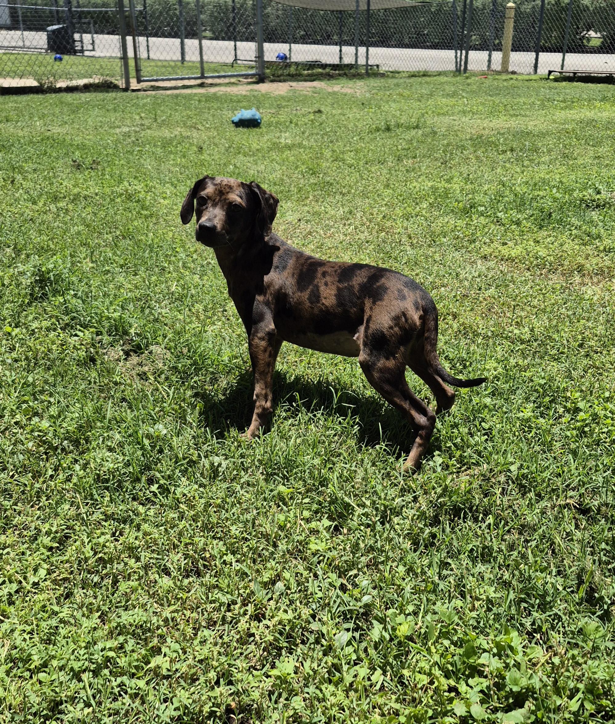 Enlarge Galaxy, a ADOPTABLE mixed breed in Schertz, TX image 3/4