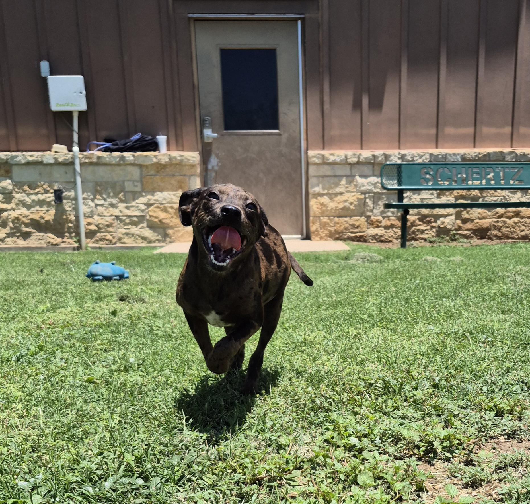 Enlarge Galaxy, a ADOPTABLE mixed breed in Schertz, TX image 4/4
