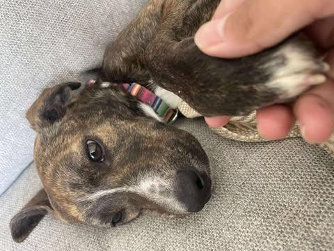 Enlarge Cleo, a Adoptable mixed breed in Baltimore, MD image 2/6