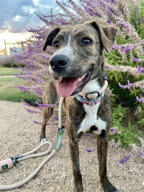 Enlarge Cleo, a Adoptable mixed breed in Baltimore, MD image 5/6