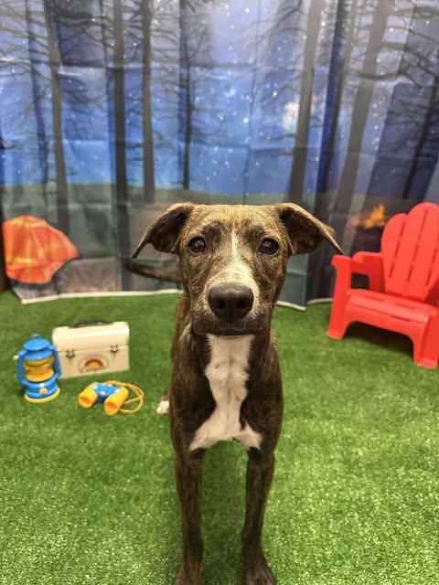Cleo, Adoptable, Puppy Female Plott Hound.