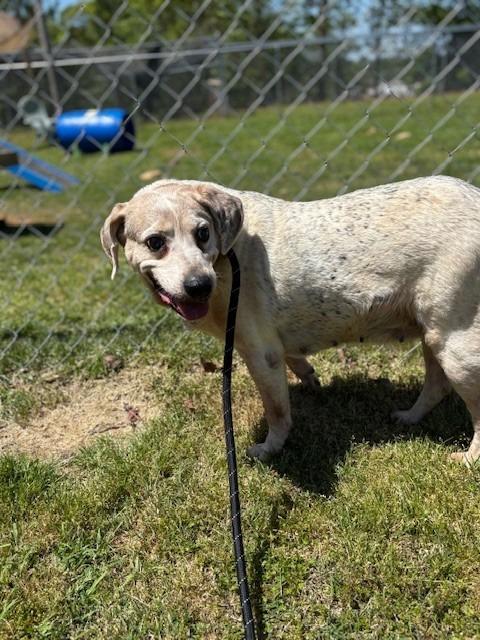Enlarge 2025-04-127 *Luci*, a Adoptable mixed breed in Winder, GA image 1/2