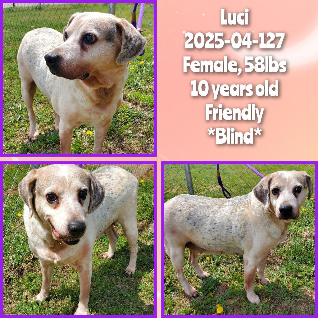Enlarge 2025-04-127 *Luci*, a Adoptable mixed breed in Winder, GA image 2/2