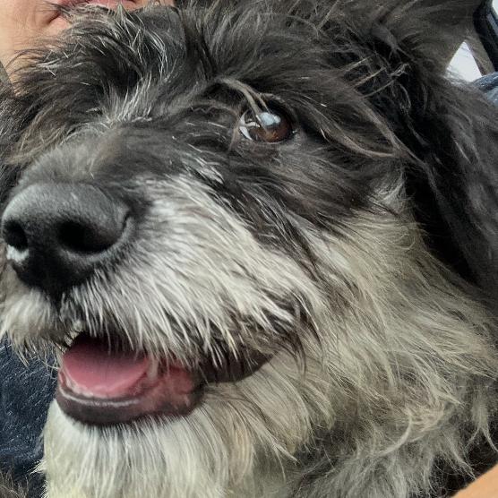 Uno, adopted, Puppy Female Australian Shepherd & Poodle.