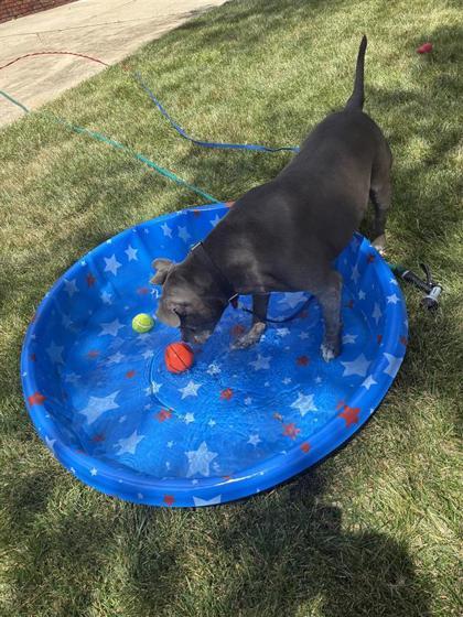Enlarge Norman, a Adoptable mixed breed in Merriam, KS image 1/3