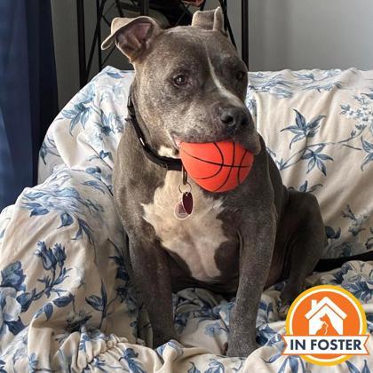Enlarge Norman, a Adoptable mixed breed in Merriam, KS image 3/3