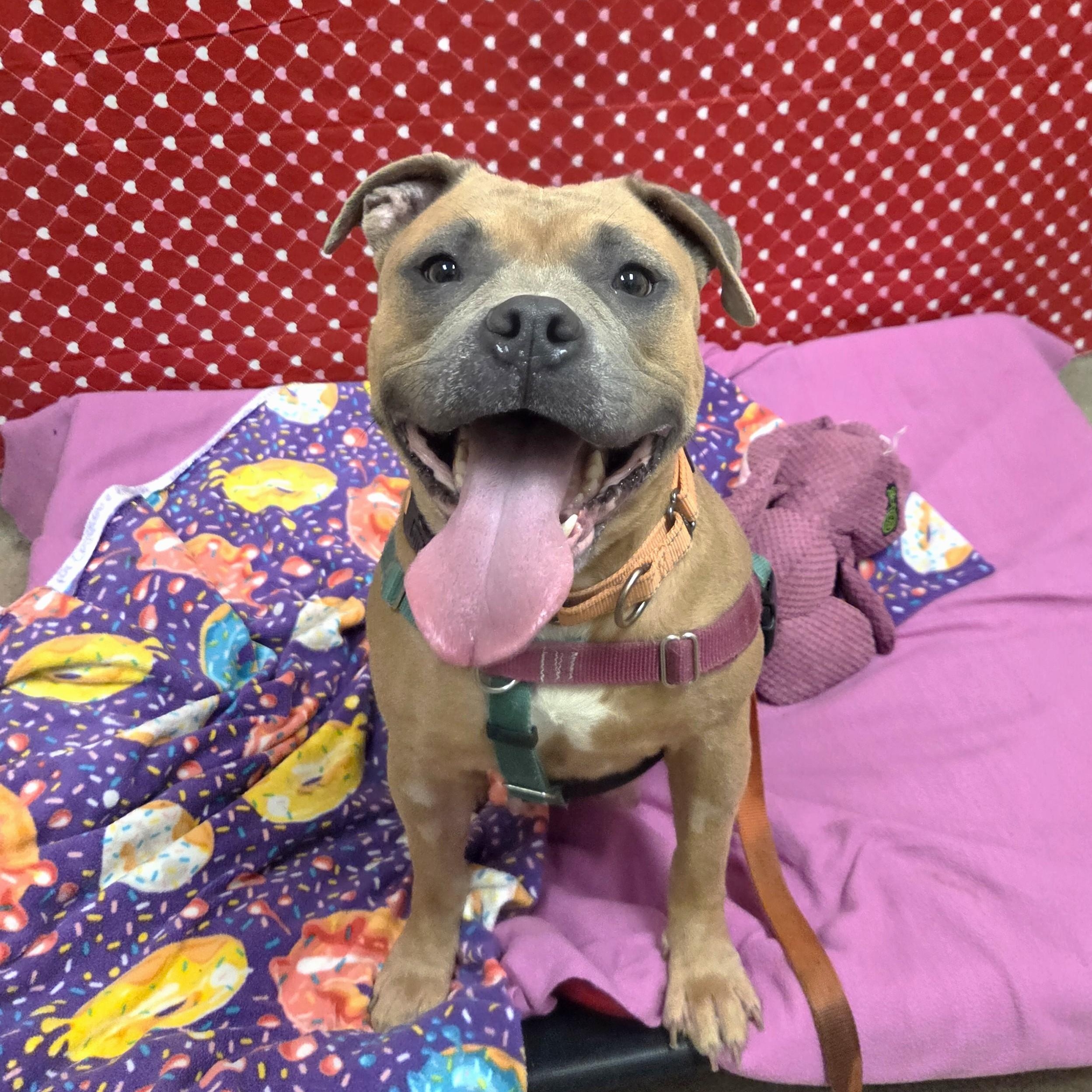 Enlarge Puddin-Loves people!, a ADOPTABLE mixed breed in Oshkosh, WI image 6/6