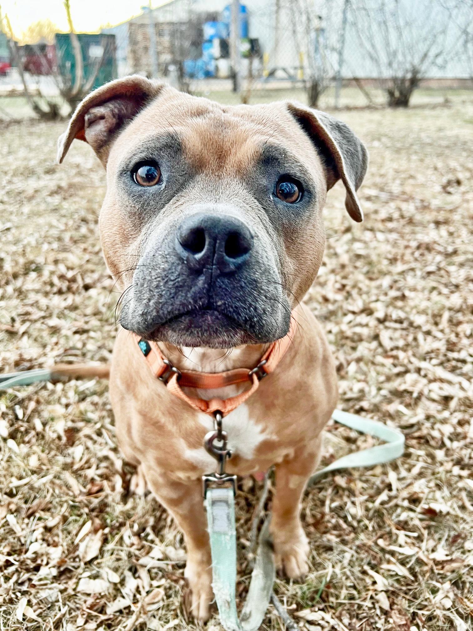 Enlarge Puddin-Loves people!, a ADOPTABLE mixed breed in Oshkosh, WI image 2/6