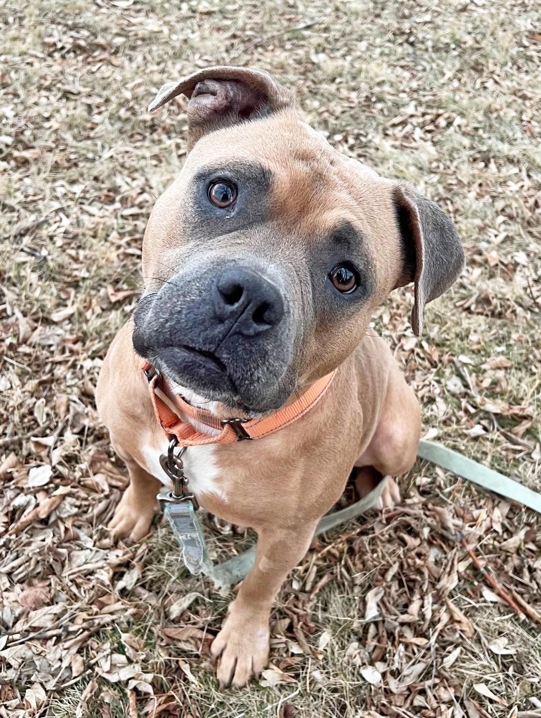 Enlarge Puddin-Loves people!, a ADOPTABLE mixed breed in Oshkosh, WI image 1/6