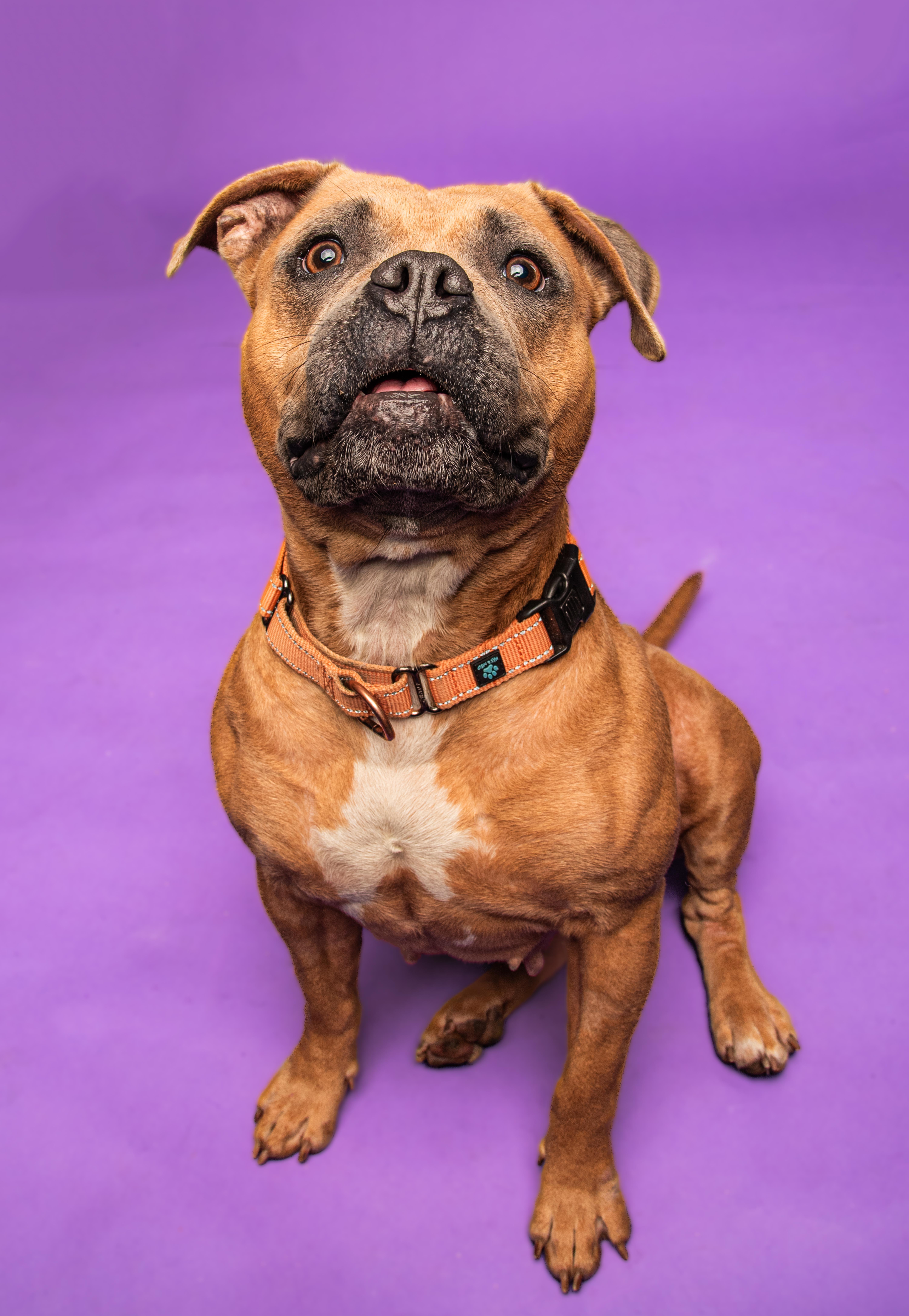 Enlarge Puddin-Loves people!, a ADOPTABLE mixed breed in Oshkosh, WI image 4/6