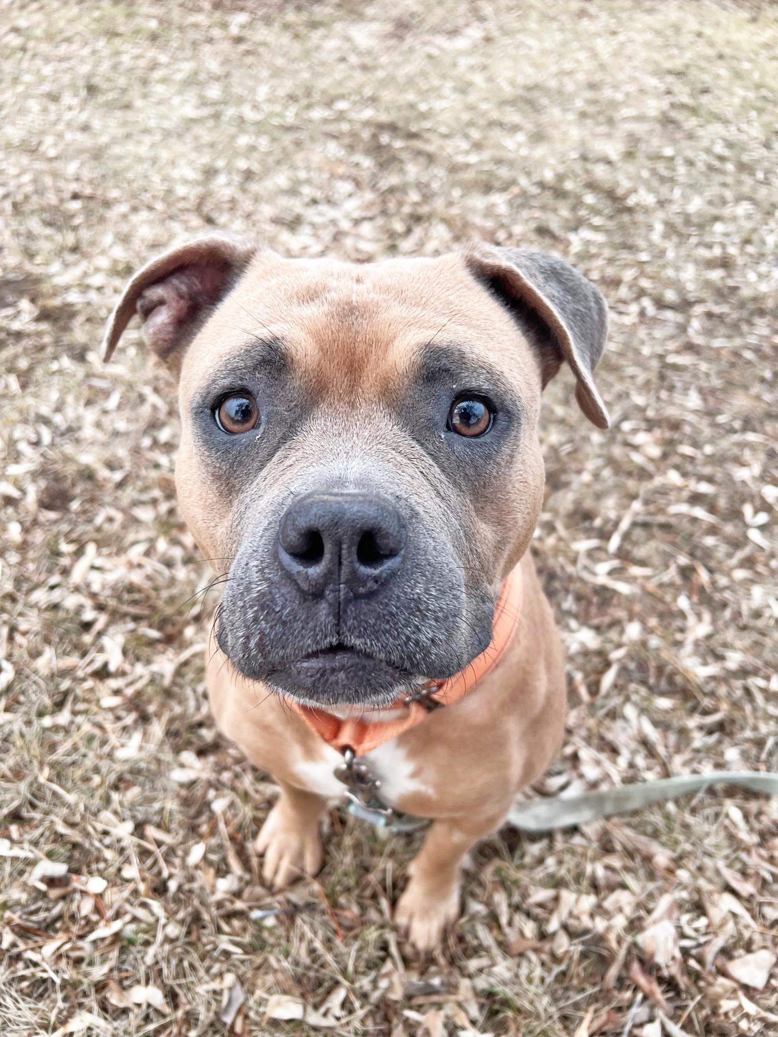 Enlarge Puddin-Loves people!, a ADOPTABLE mixed breed in Oshkosh, WI image 5/6