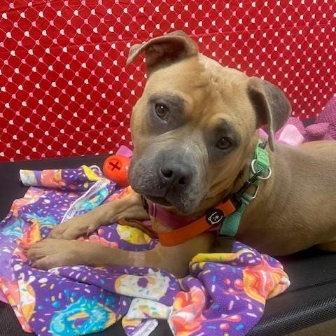 Enlarge Puddin-Loves people!, a ADOPTABLE mixed breed in Oshkosh, WI image 3/6