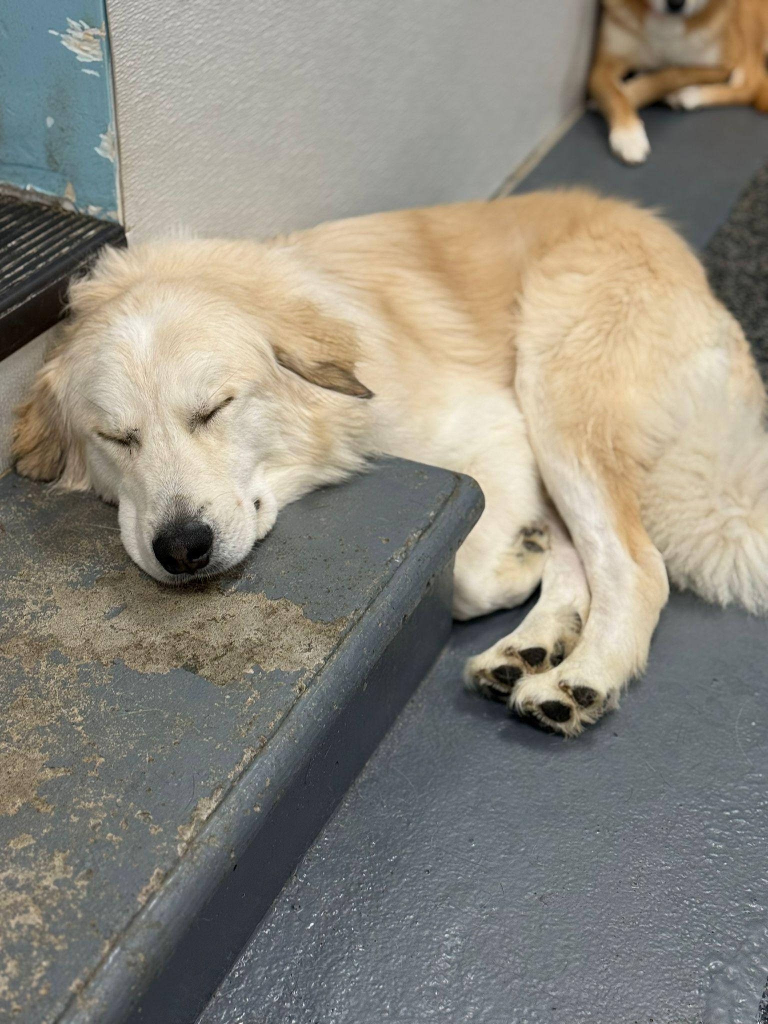 Enlarge Koda, a Adoptable mixed breed in Aurora, ON image 5/6