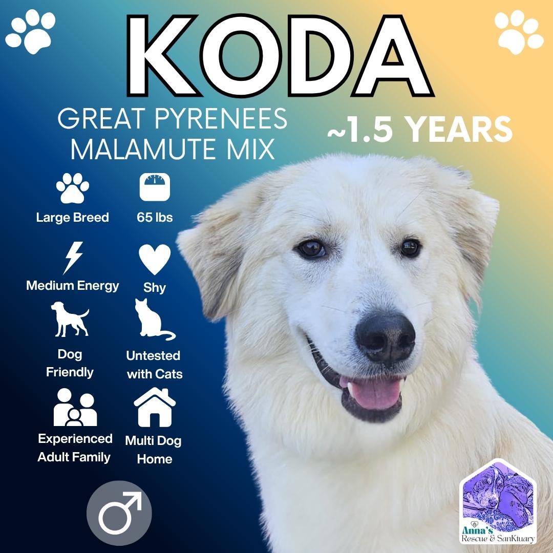 Koda, Adoptable, Young Male Great Pyrenees & Alaskan Malamute.