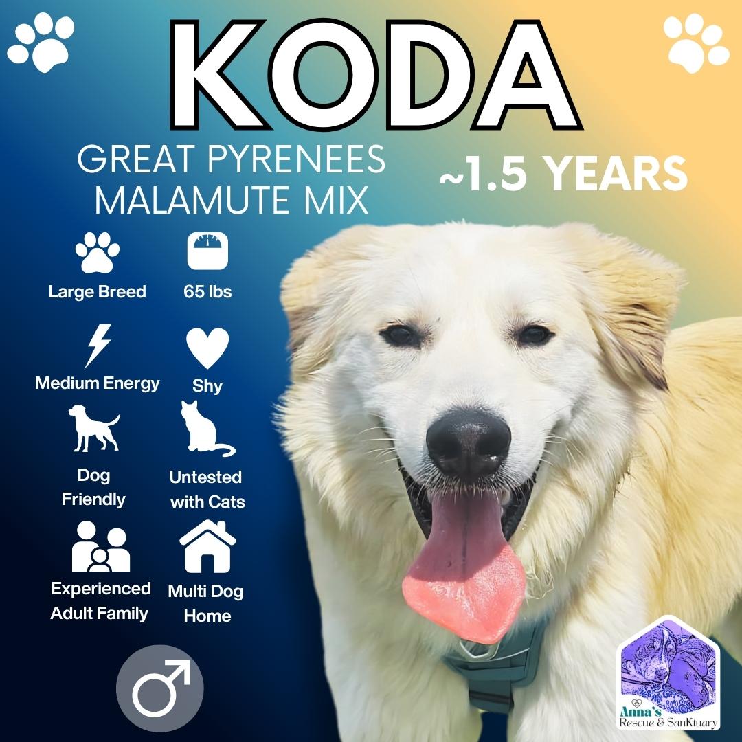 Koda, Adoptable, Adult Male Great Pyrenees & Alaskan Malamute.