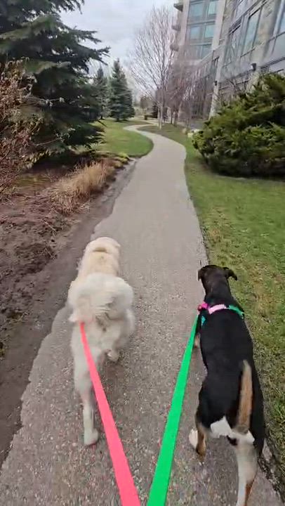 Enlarge Koda, a Adoptable mixed breed in Aurora, ON video 6/6