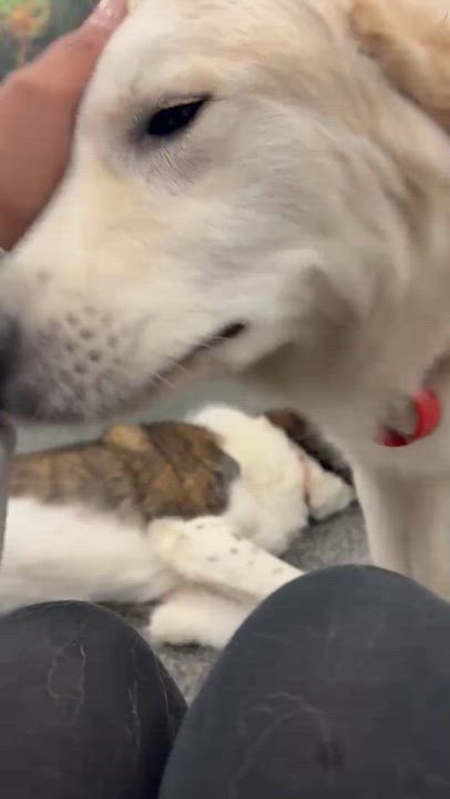 Enlarge Koda, a Adoptable mixed breed in Aurora, ON video 6/6