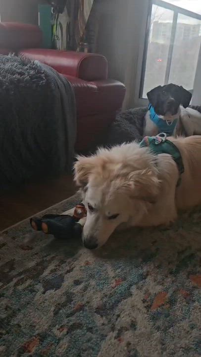 Enlarge Koda, a Adoptable mixed breed in Aurora, ON video 4/6
