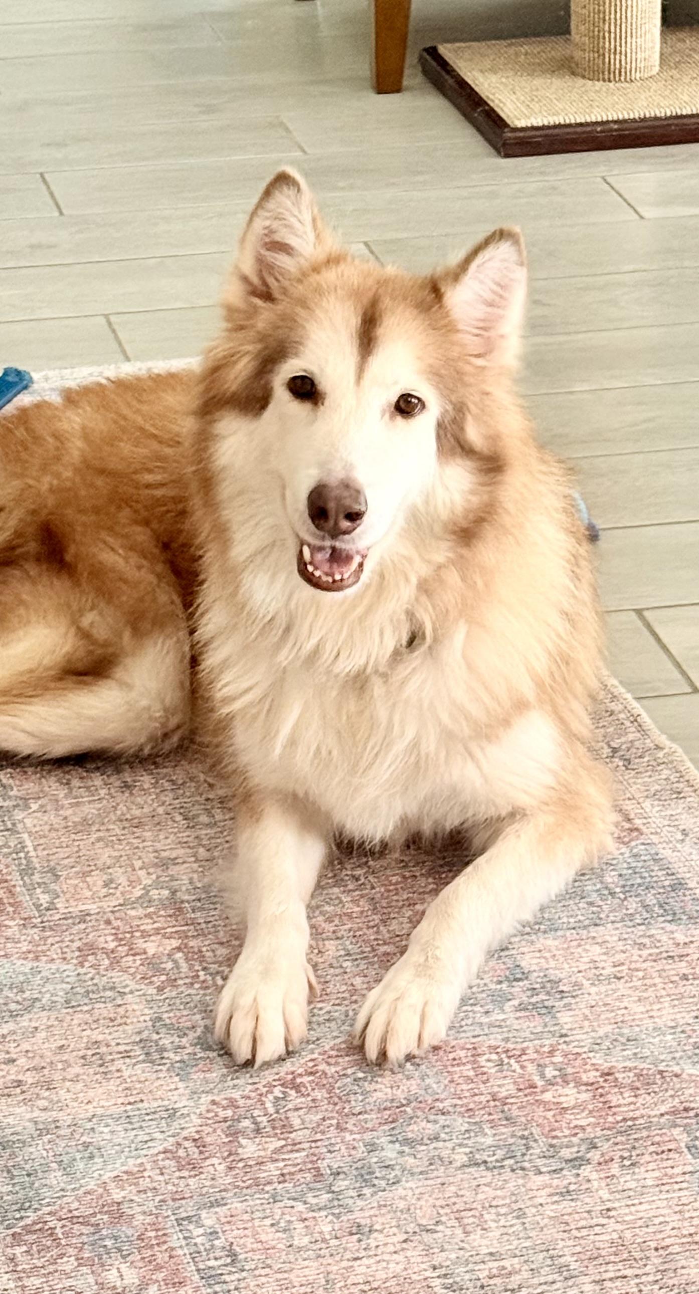 Enlarge Roxy, an adopted mixed breed in Boise, ID image 1/1