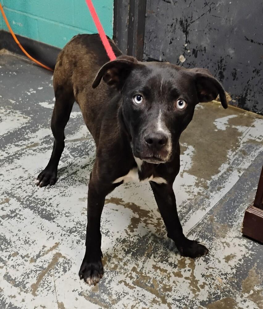 Tiny #117, Adopted, Puppy Male Labrador Retriever & Pit Bull Terrier.