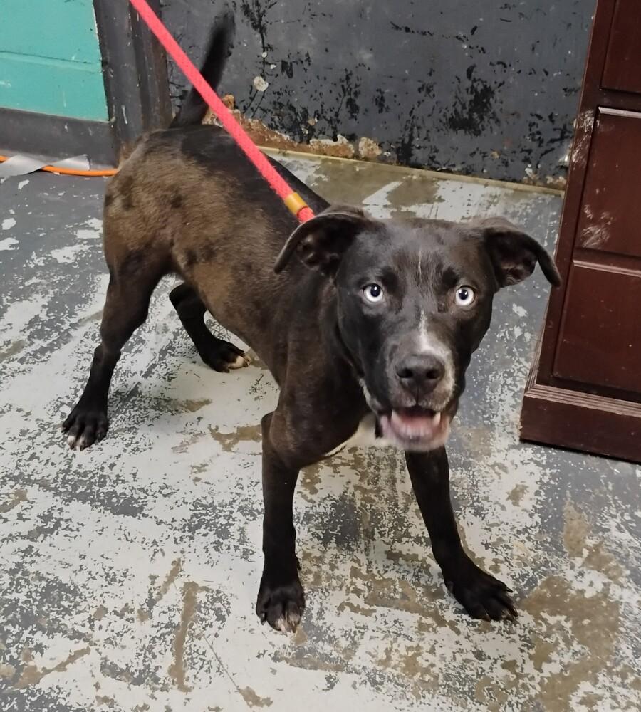 Tiny #117, a Adopted mixed breed in New Lexington, OH image 2/2