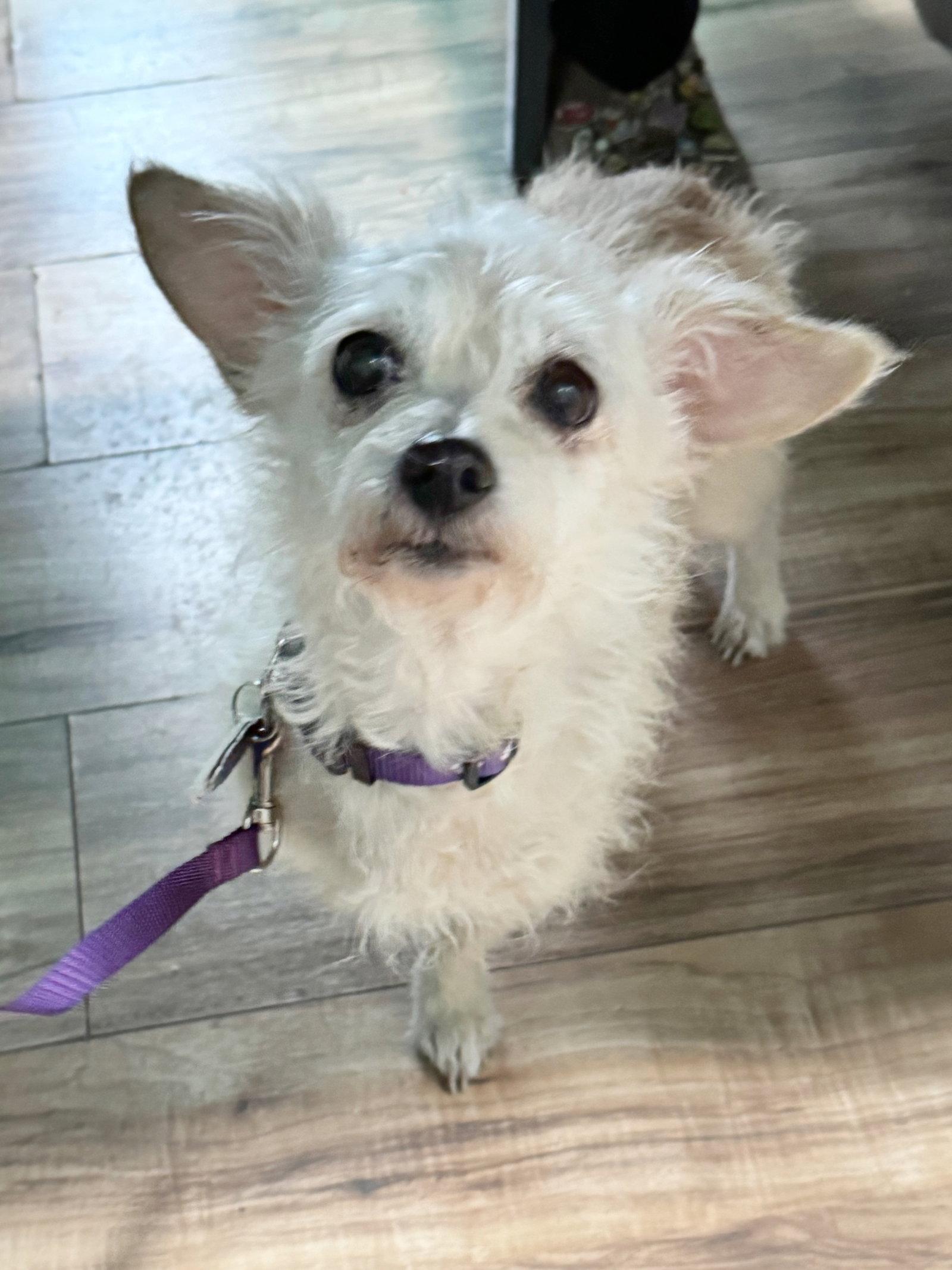 *Peridot GREEN, Adoptable, Senior Female Poodle & Dachshund.