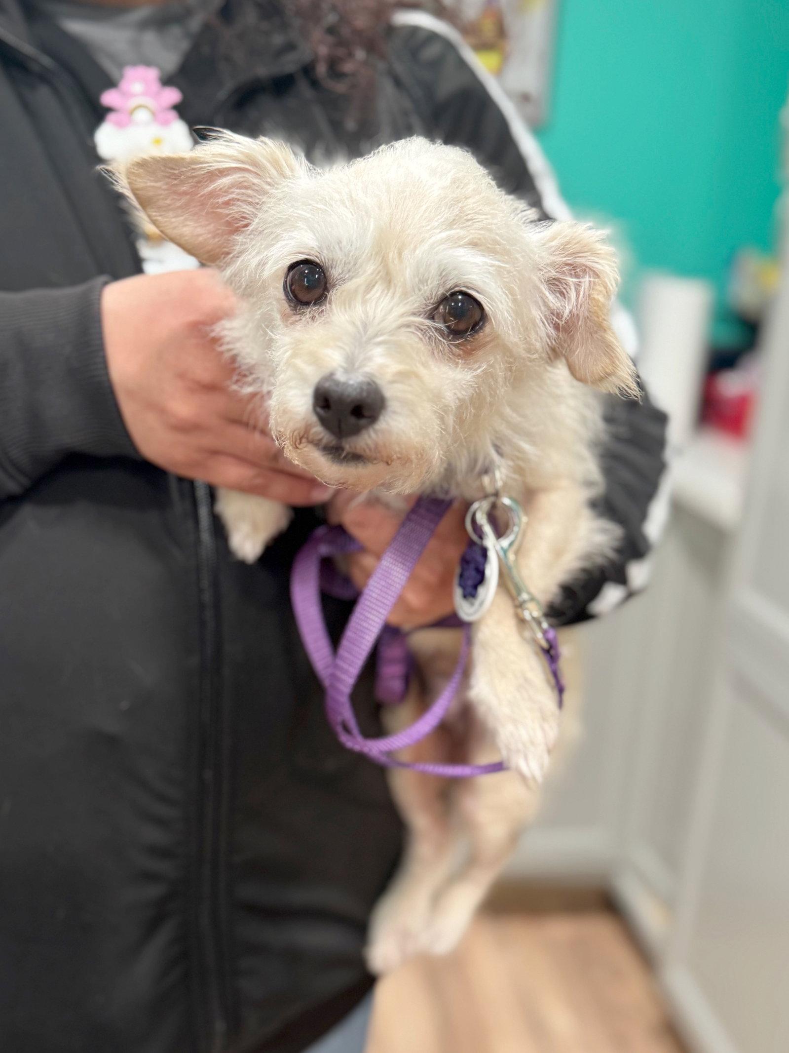 Enlarge *Peridot GREEN, a Adoptable mixed breed in Pittsburg, CA image 2/3