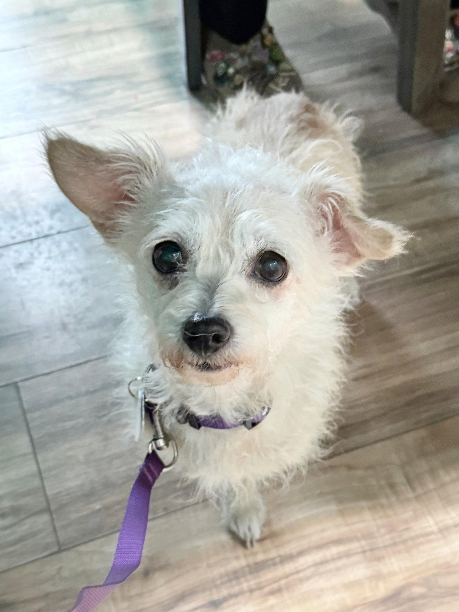 Enlarge *Peridot GREEN, a Adoptable mixed breed in Pittsburg, CA image 3/3