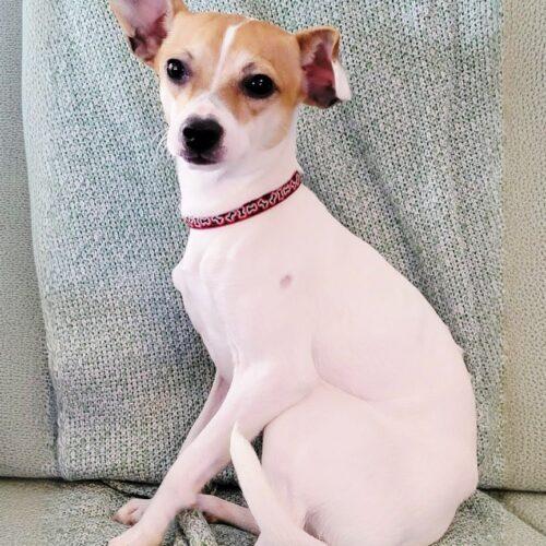 Christopher, Adoptable, Adult Male Jack Russell Terrier & Chihuahua.