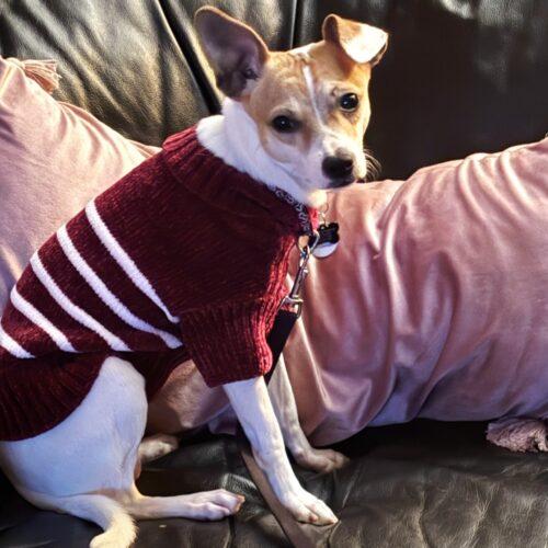 Enlarge Christopher, a Adoptable mixed breed in new york, NY image 3/3