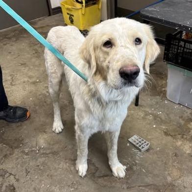 Stone Cold Steve Austin, Adoptable, Adult Male Great Pyrenees & Mixed Breed.