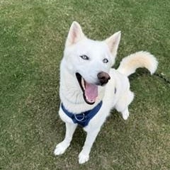 Juniper, ADOPTABLE, Young Female Husky.