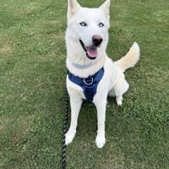 Juniper, a ADOPTABLE mixed breed in Waxhaw, NC image 3/5