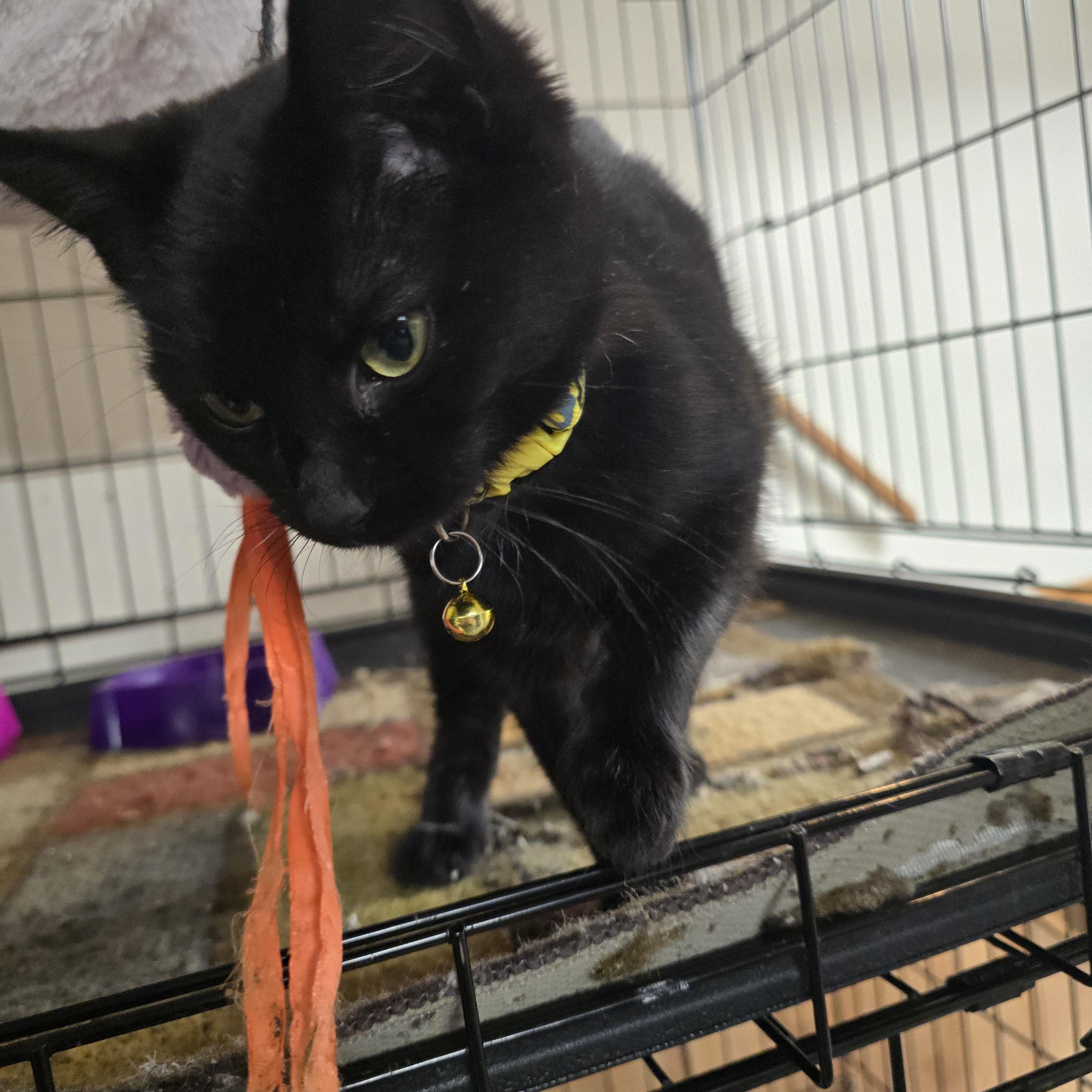 Katie Killjoy, a ADOPTABLE Domestic Short Hair in Allison Park, PA image 2/4