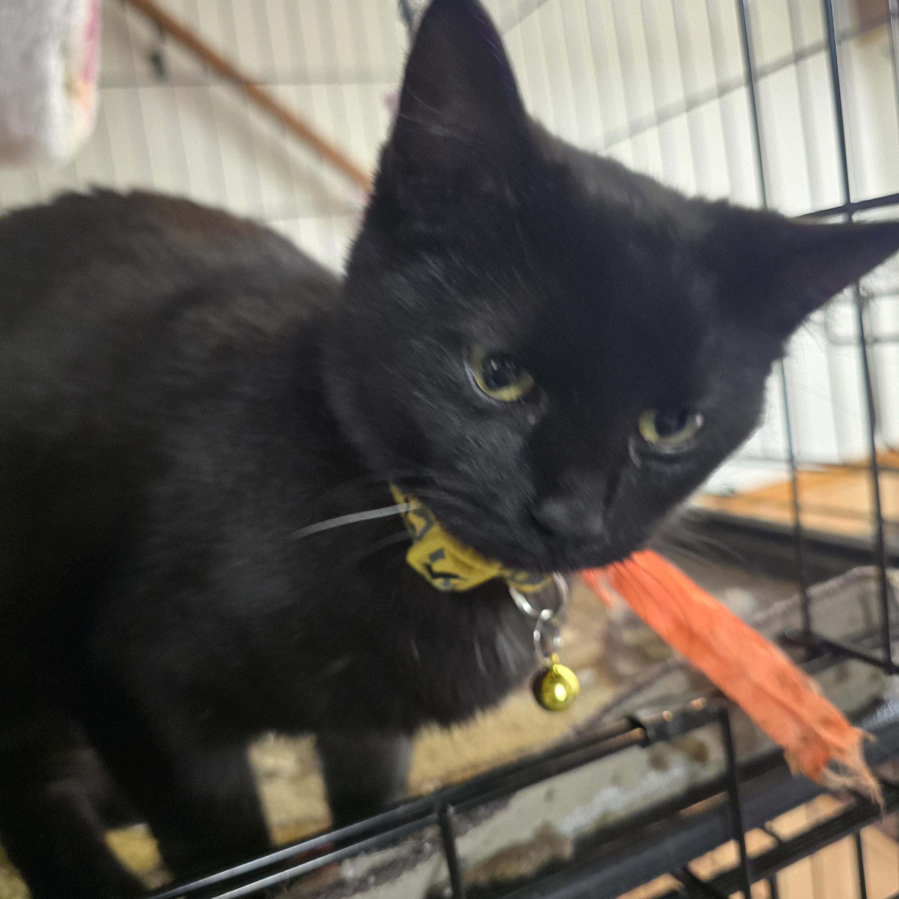 Katie Killjoy, a ADOPTABLE Domestic Short Hair in Allison Park, PA image 3/4