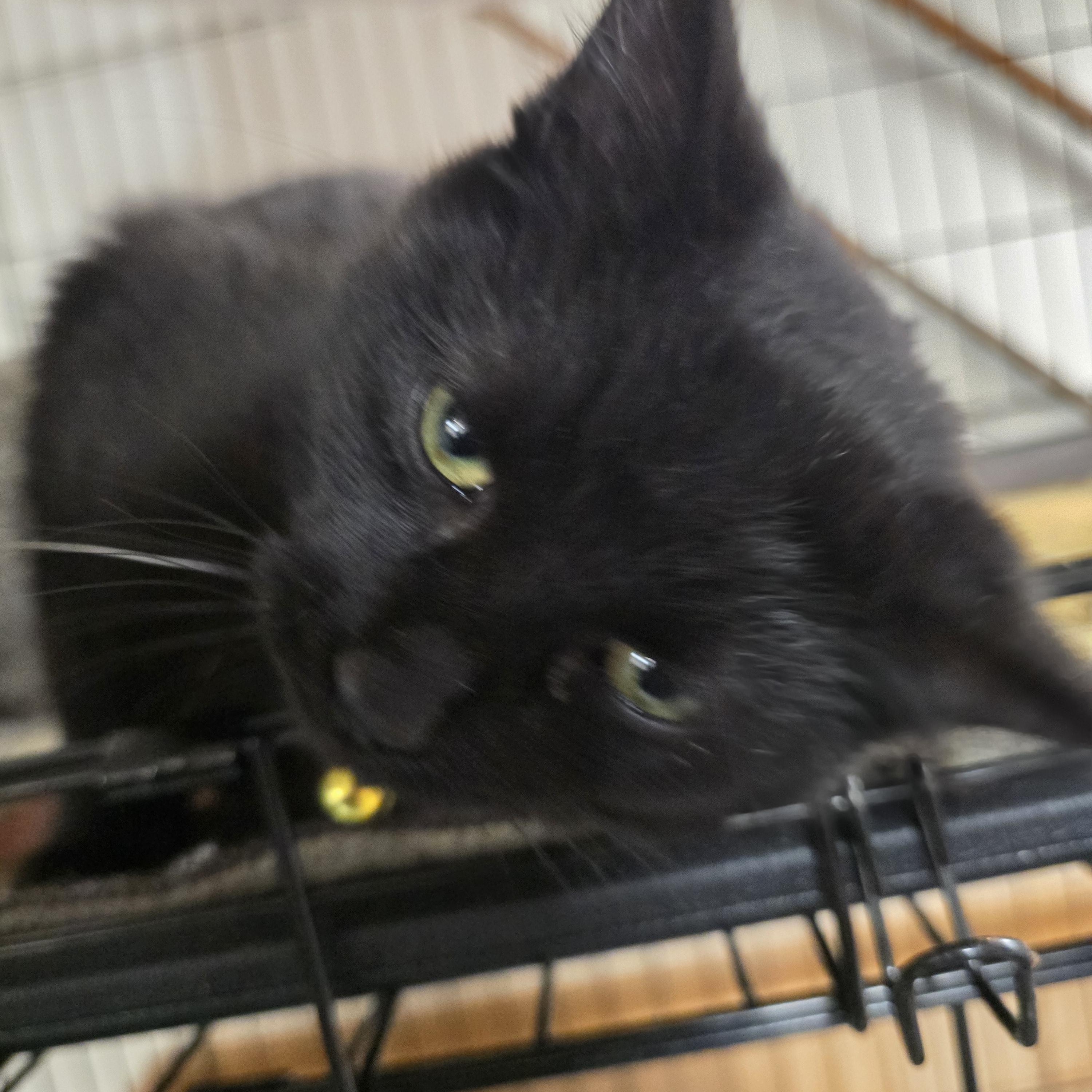 Katie Killjoy, a ADOPTABLE Domestic Short Hair in Allison Park, PA image 4/4
