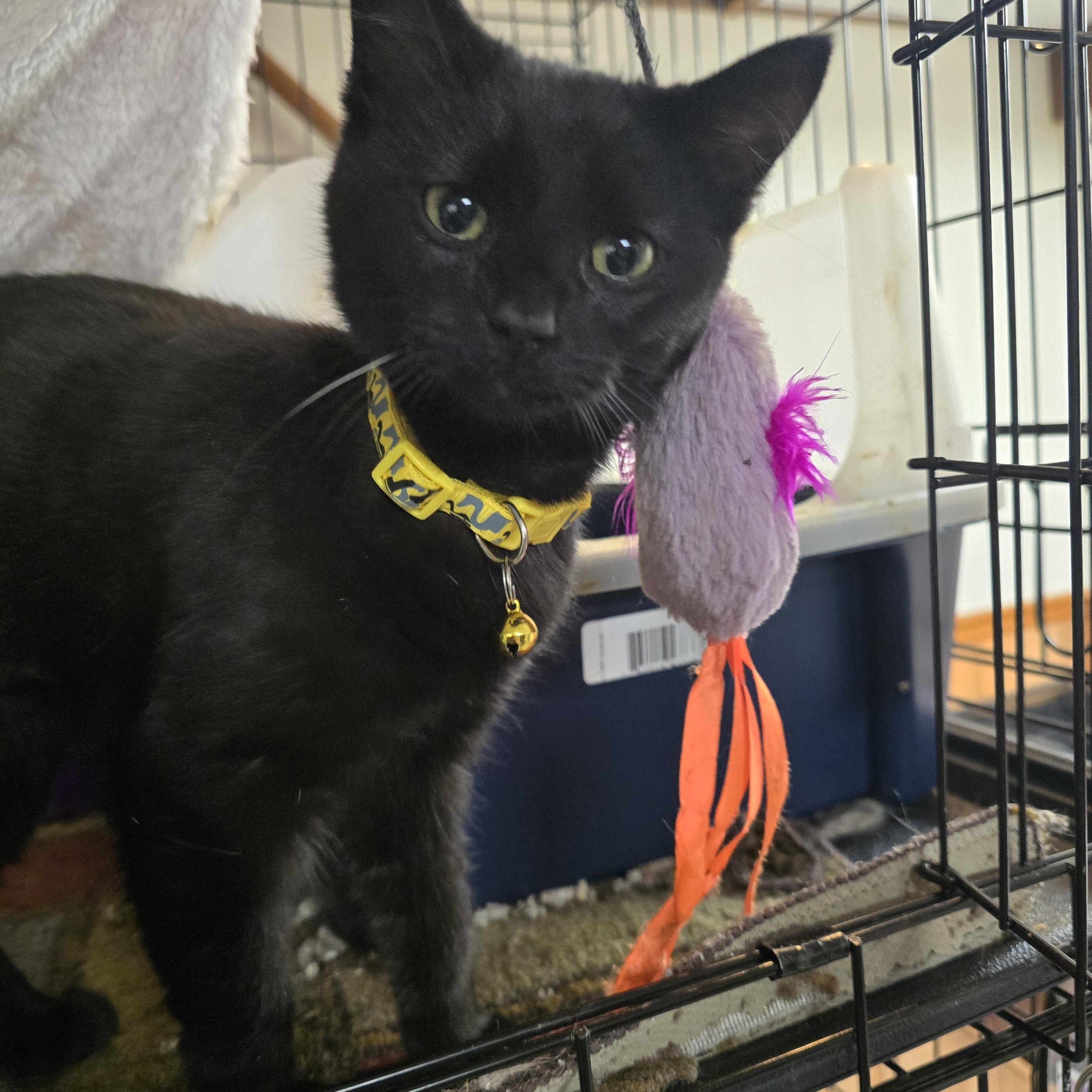 Katie Killjoy, ADOPTABLE, Young Female Domestic Short Hair.