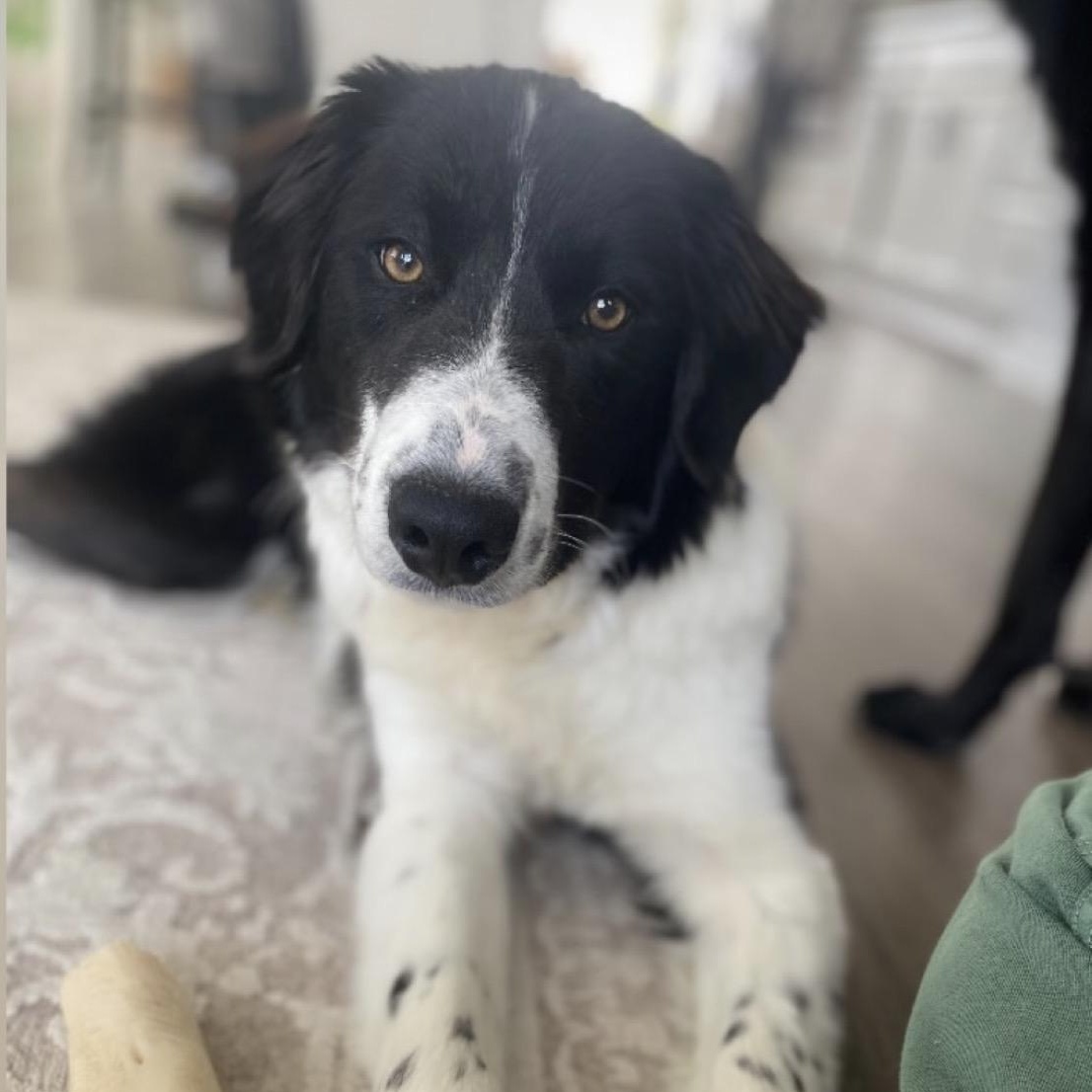 LaRue, Adoptable, Young Female Border Collie.