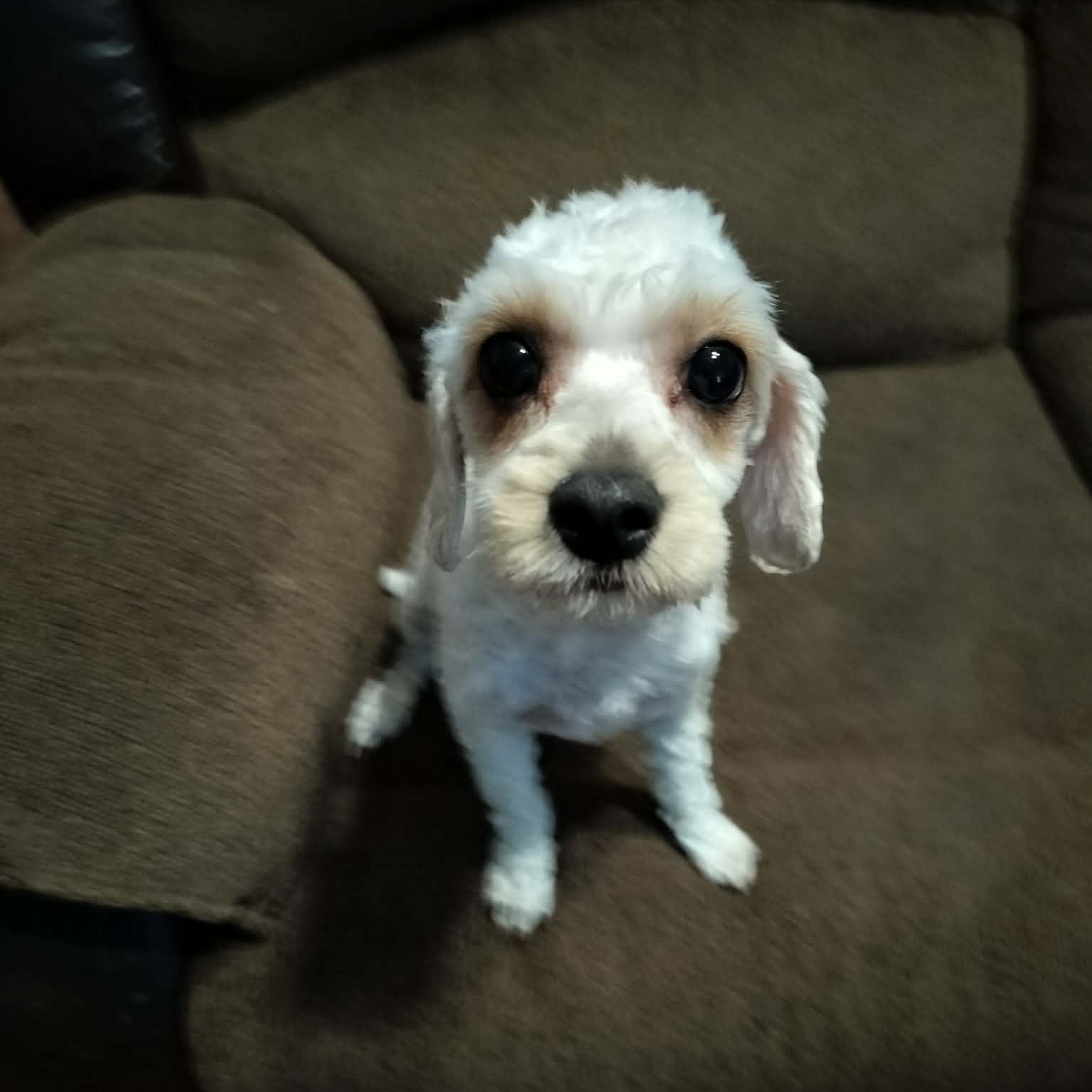 Enlarge MINNIE, a Adopted Cavachon in Harlem, GA image 1/5