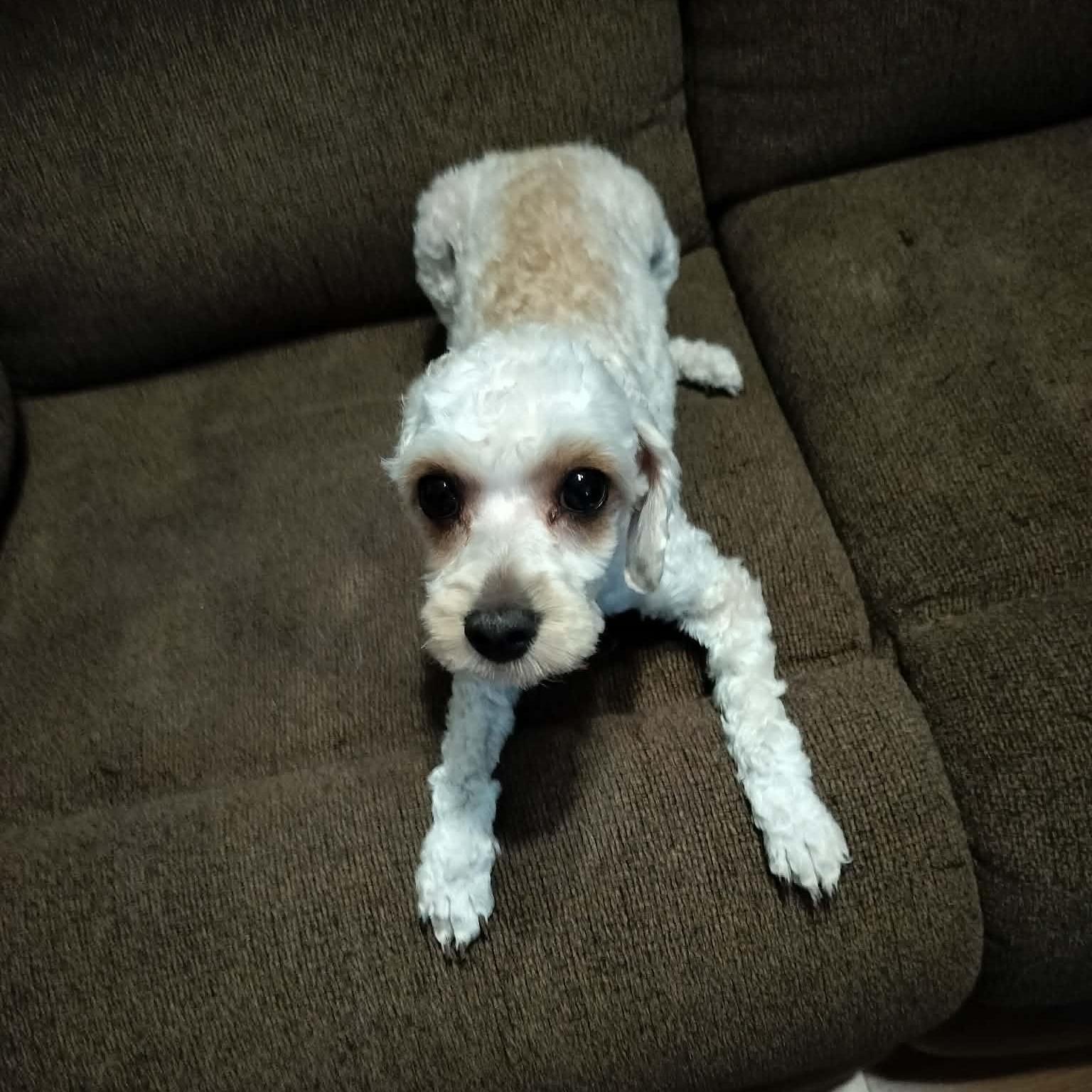 Enlarge MINNIE, a Adopted Cavachon in Harlem, GA image 4/5