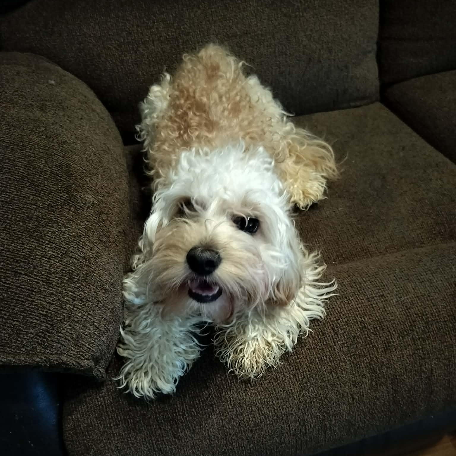 Enlarge MINNIE, a Adopted Cavachon in Harlem, GA image 3/5