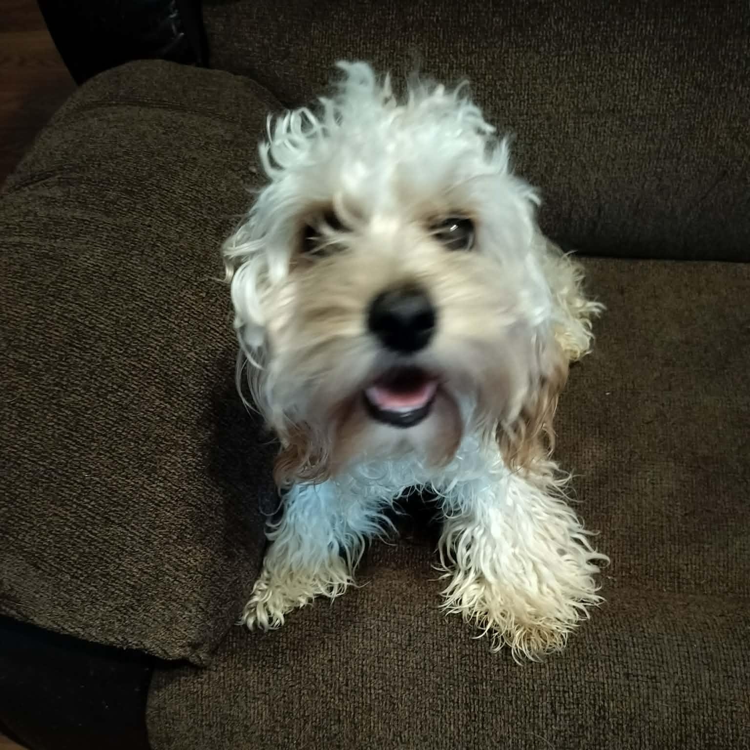 Enlarge MINNIE, a Adopted Cavachon in Harlem, GA image 2/5