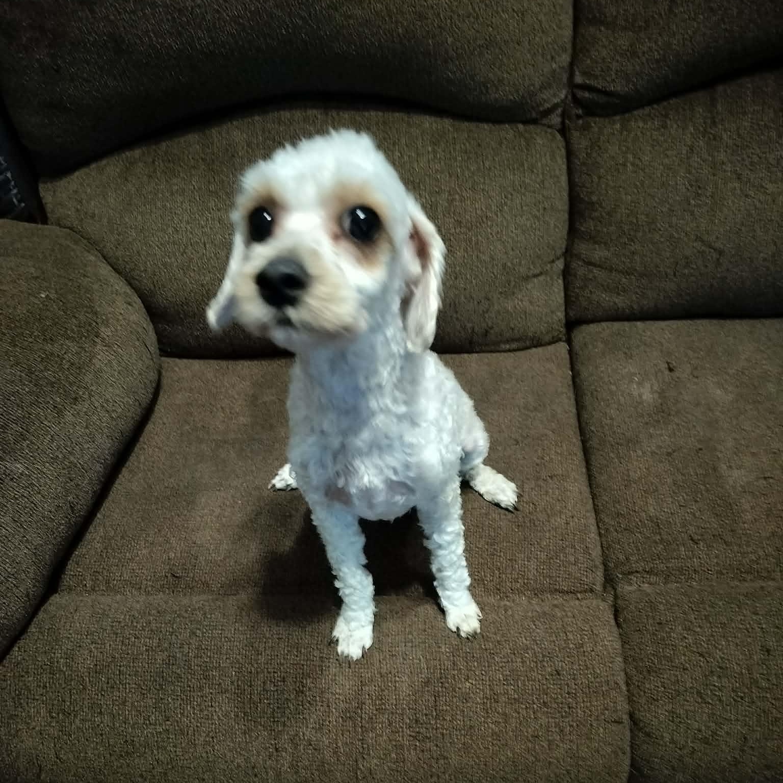 Enlarge MINNIE, a Adopted Cavachon in Harlem, GA image 5/5