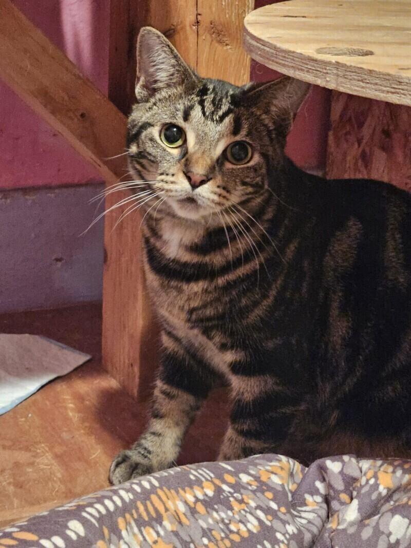 Heiress, Adoptable, Young Female Domestic Short Hair.