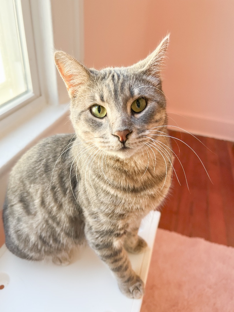 Ziggy, Adoptable, Adult Male Tabby.