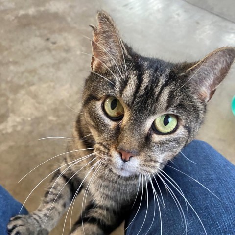 Tabitha, an adoptable Domestic Short Hair in Lyndhurst, VA, 22952 | Photo Image 1