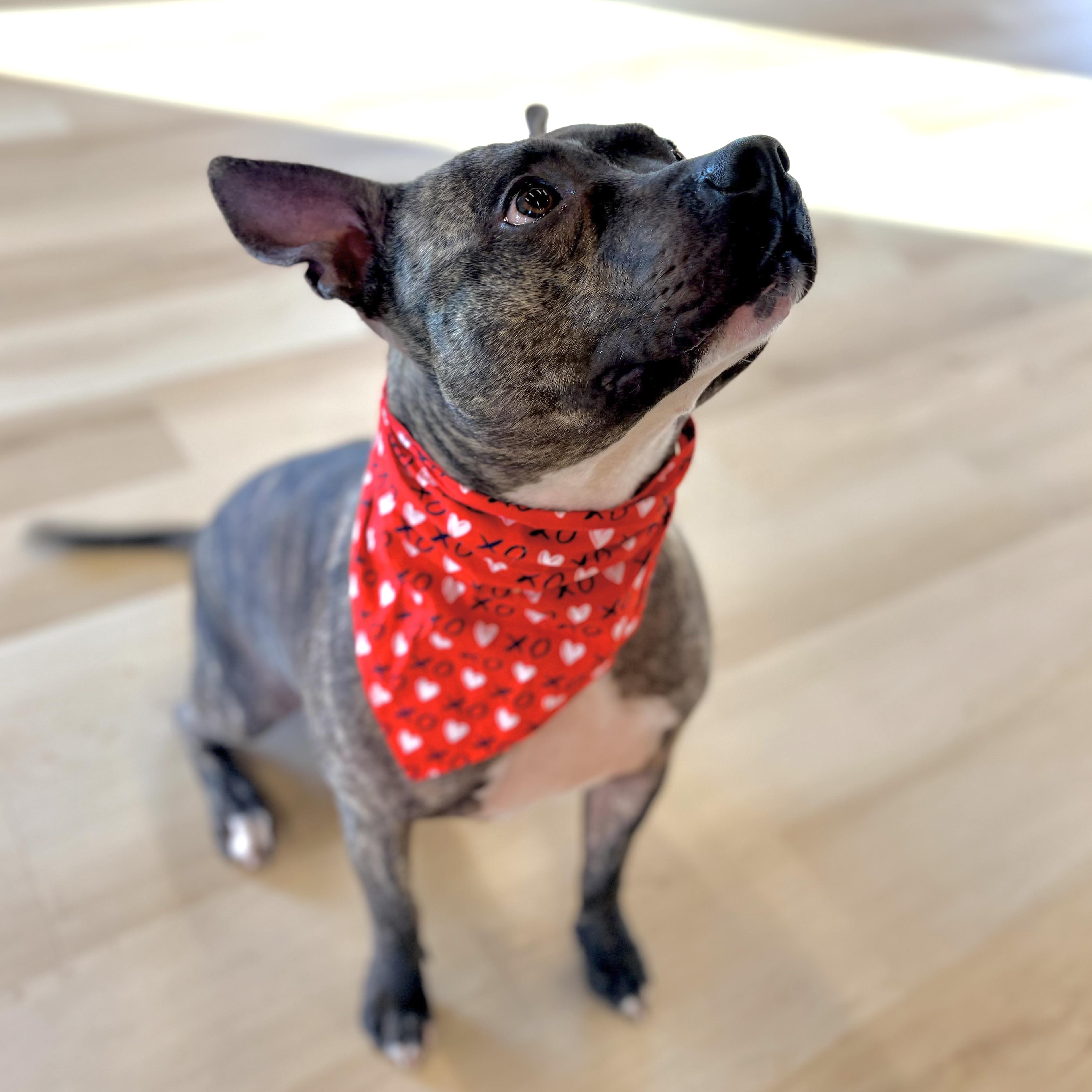 Enlarge Buster, a Adoptable mixed breed in Prior Lake, MN image 2/6