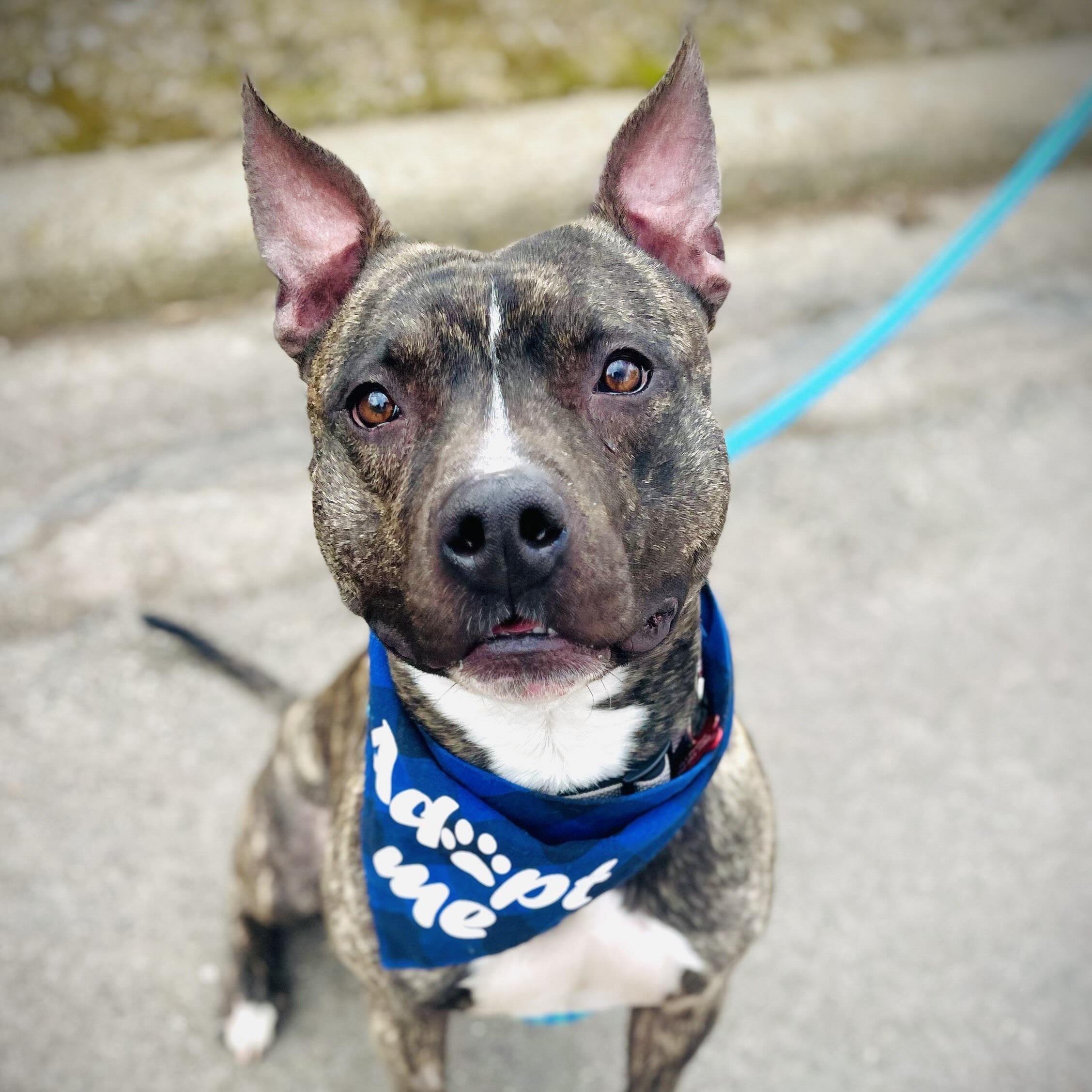 Buster, a Adoptable mixed breed in Prior Lake, MN image 2/6