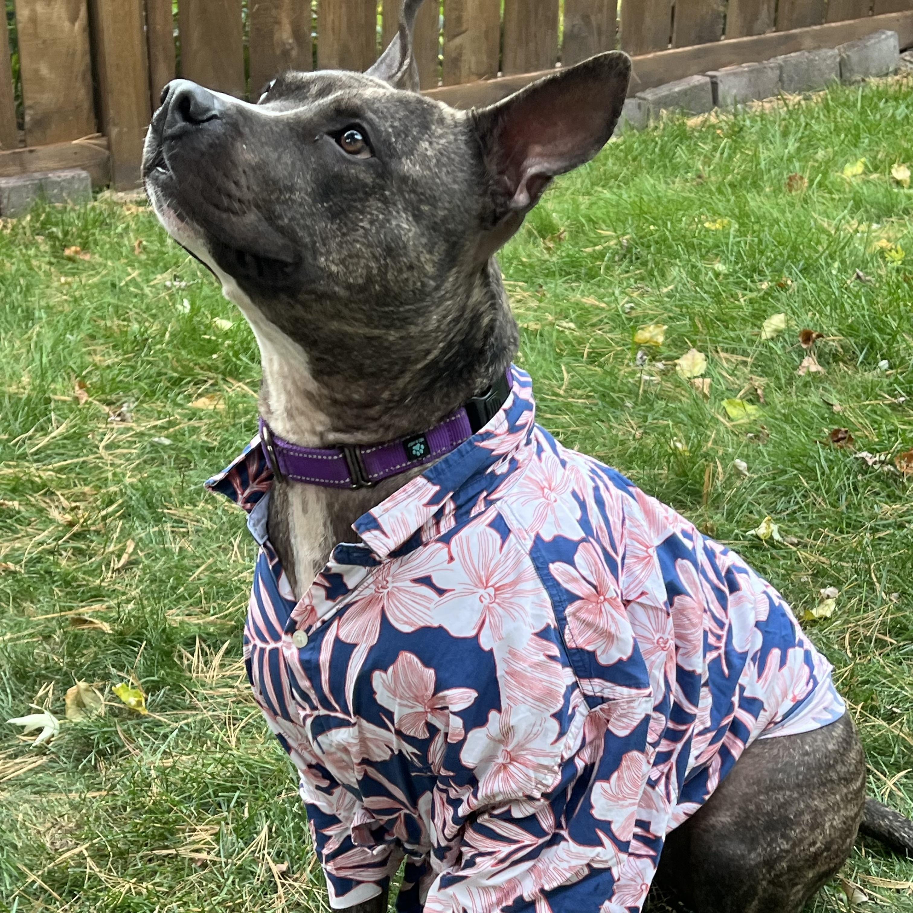 Buster, a Adoptable mixed breed in Prior Lake, MN image 3/6